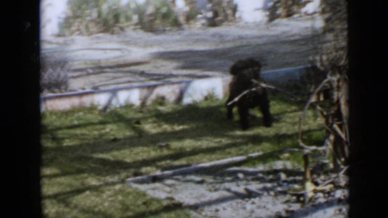 Small black dog in a 1949 San Diego backyard scene, standing on grass near a low concrete wall and planted garden edge.