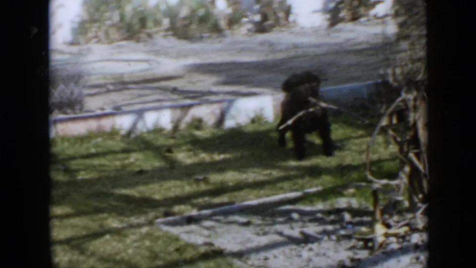 Small black dog in a 1949 San Diego backyard scene, standing on grass near a low concrete wall and planted garden edge.