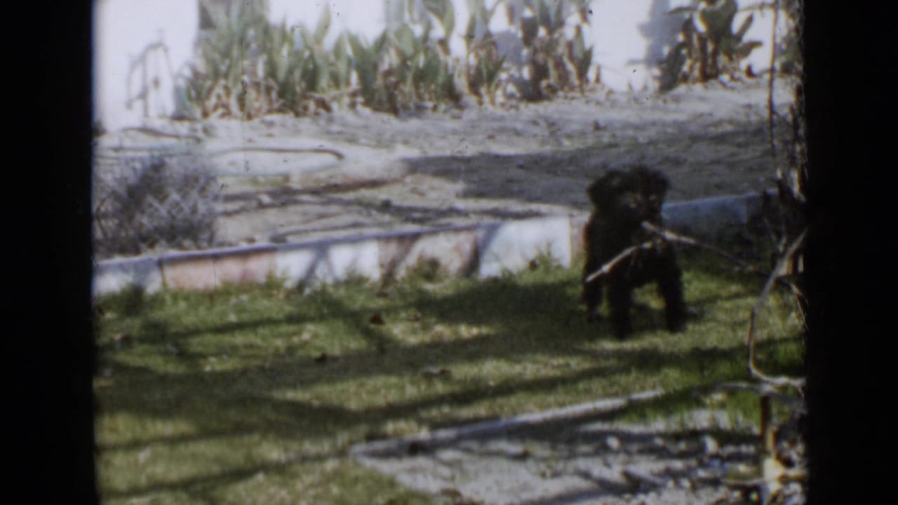 Small black dog carries a stick on grass beside a low wall and tall plants.