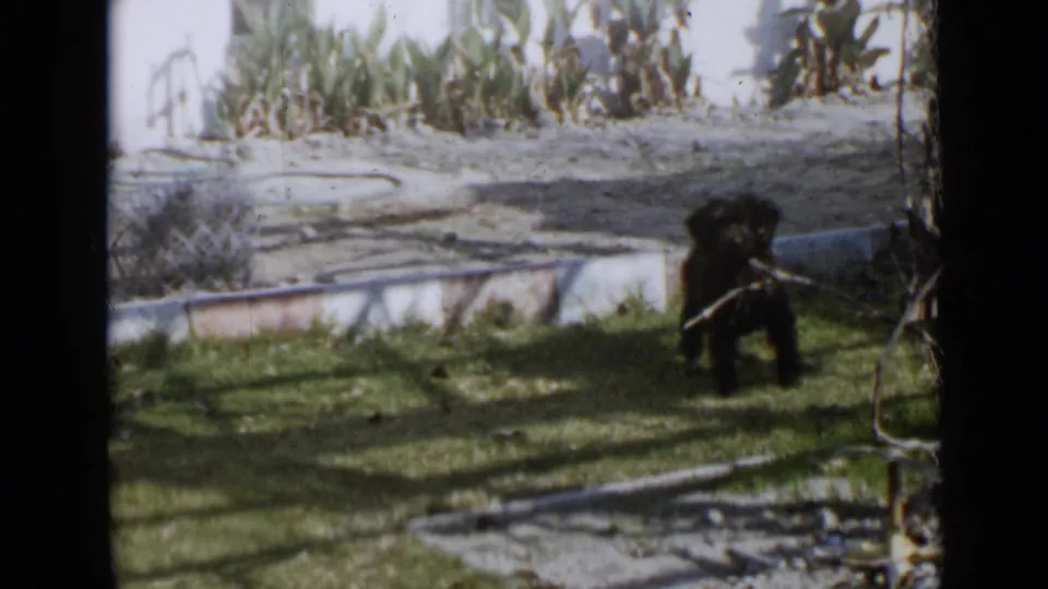 Small black dog appears to carry a stick across a sunny San Diego backyard lawn in 1949 home-movie footage.