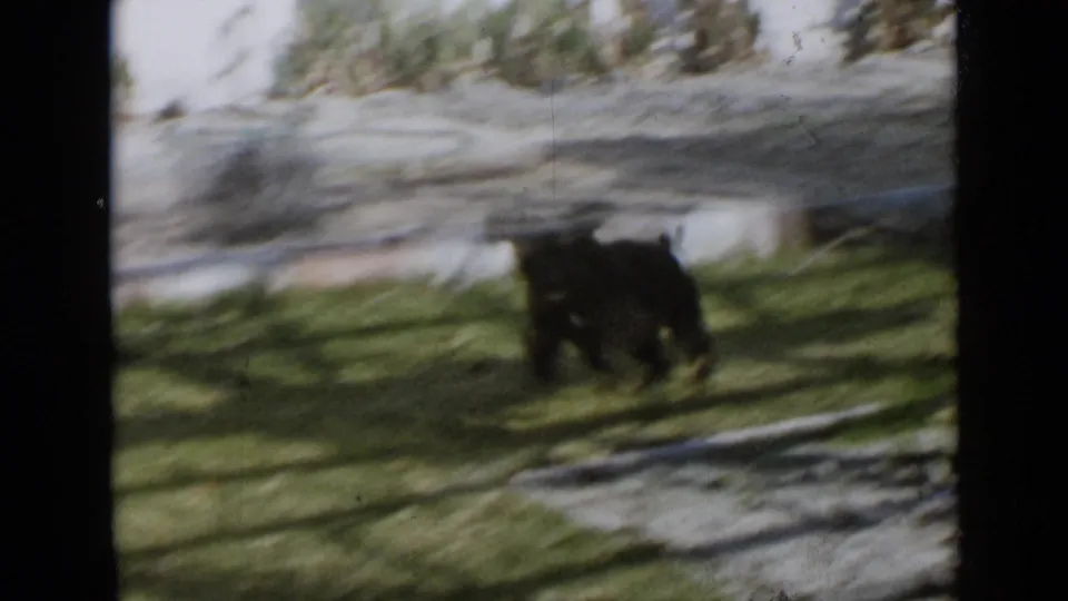 The black dog crosses the backyard lawn in soft, handheld 8mm footage from the supplied 1949 San Diego clip metadata.