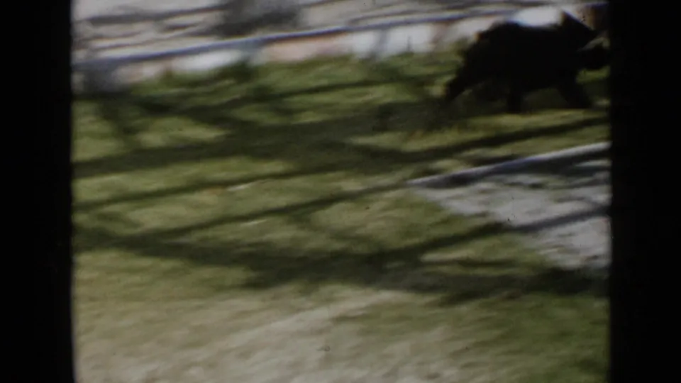 Small black dog runs through the sunlit and shadowed backyard lawn in 1949 San Diego home-movie footage.