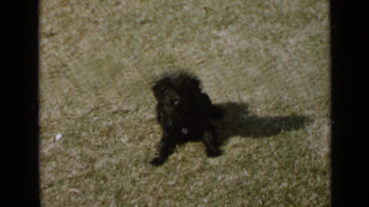 Small black puppy rests on a sunlit grassy lawn in 1949 San Diego home-movie footage.