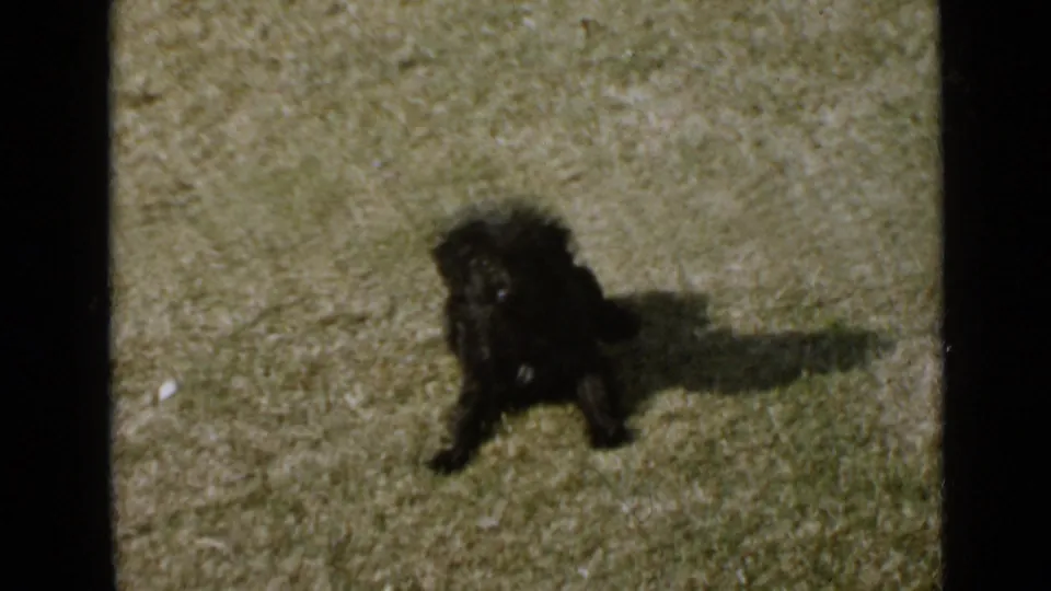 Small black puppy rests on a sunlit grassy lawn in 1949 San Diego home-movie footage.