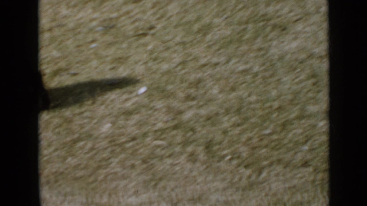 The puppy is mostly out of view while its shadow falls across the sunlit San Diego lawn.