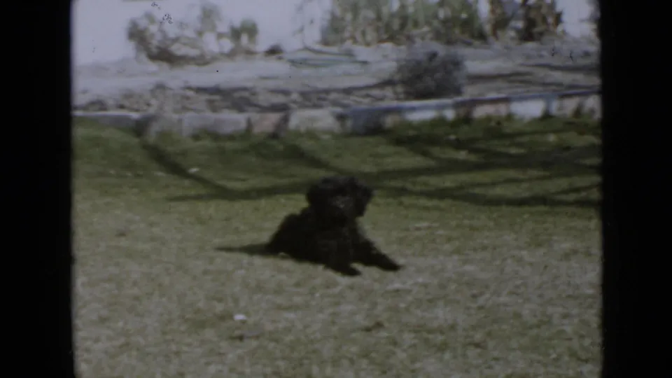 Black puppy lies low on a grassy yard with a garden border behind it in 1949 San Diego footage.
