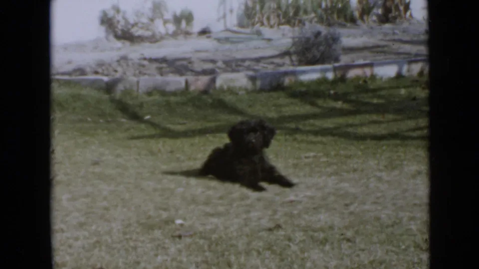 Small black puppy sits or begins to rise on a sunlit lawn in the San Diego home-movie scene.