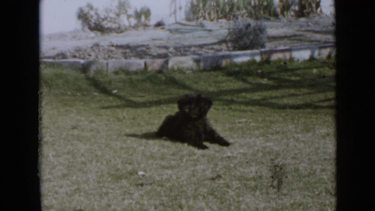 1949 San Diego 8mm frame showing a small black curly-haired dog lying on grass in a sunny yard with sparse planting behind it.