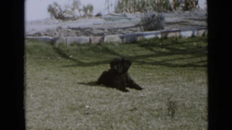 1949 San Diego 8mm frame showing a small black curly-haired dog lying on grass in a sunny yard with sparse planting behind it.