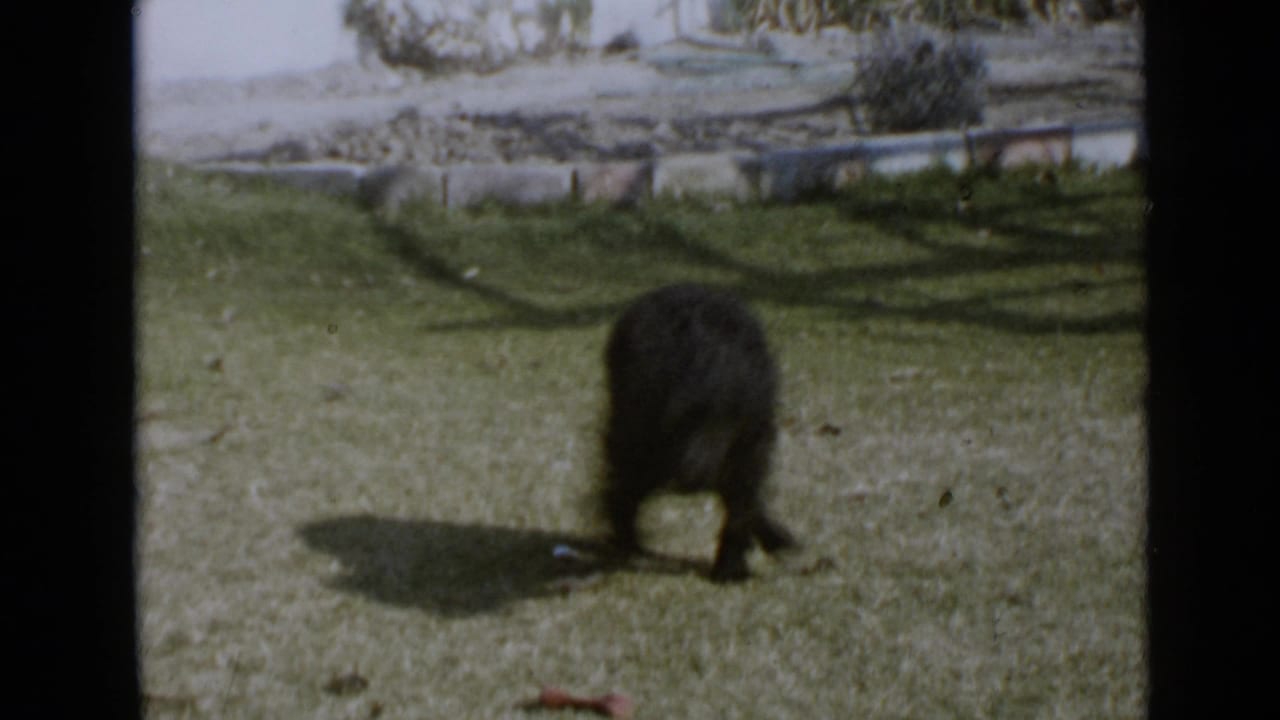 1949 San Diego home-movie frame with a small black dog standing on grass, head lowered, casting a clear shadow in the yard.