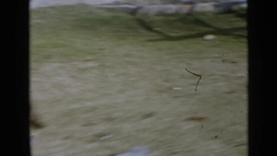 Soft 8mm frame from the San Diego yard sequence, showing blurred lawn and visible dust or scratch marks as the dog moves out of view.