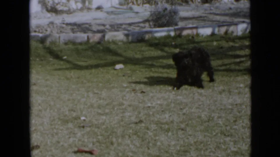 1949 San Diego 8mm frame showing the small black dog back on the lawn, with a low wall, sun shadow, and sparse yard plantings behind it.