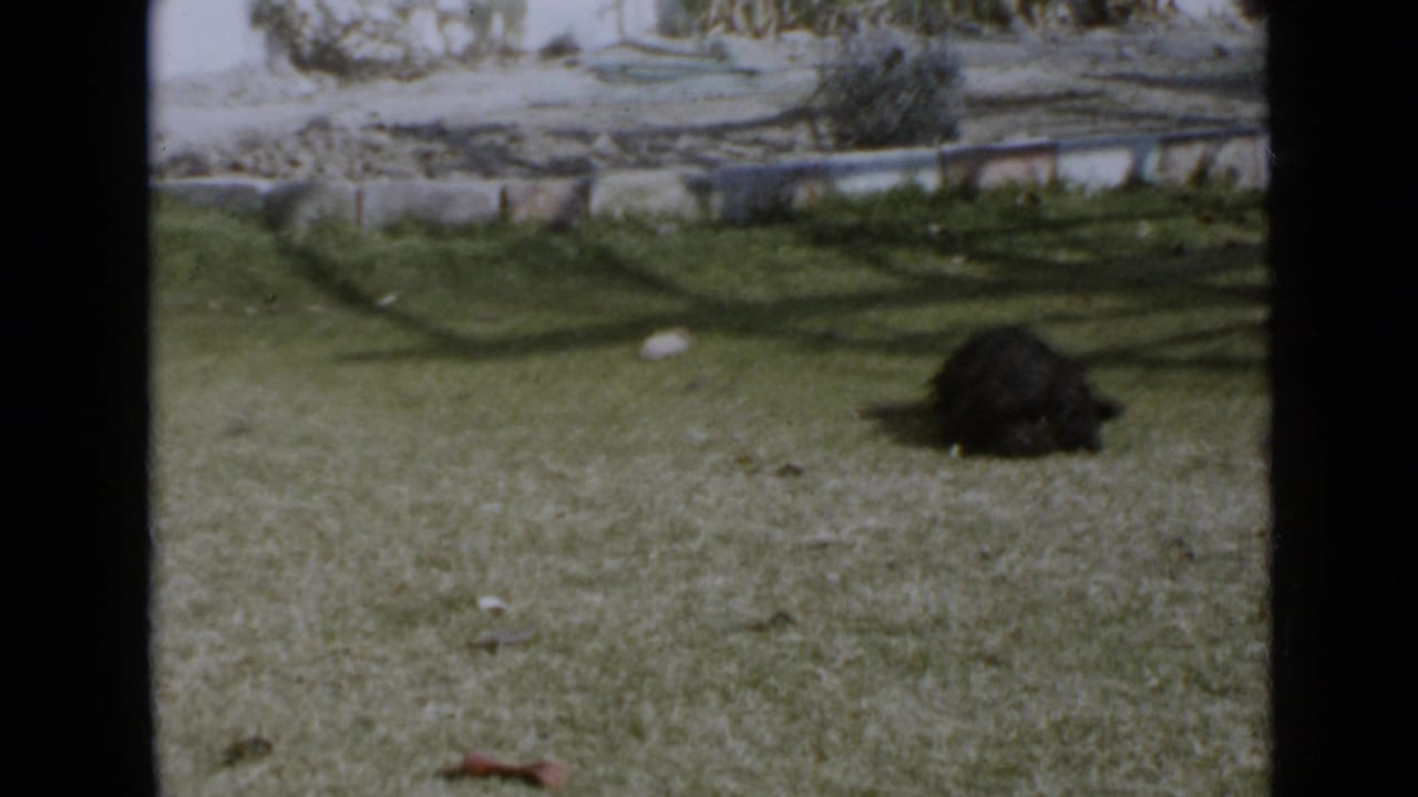 Small curly black dog in a San Diego yard in 1949 home-movie footage, with a low wall and sparse plants behind it.