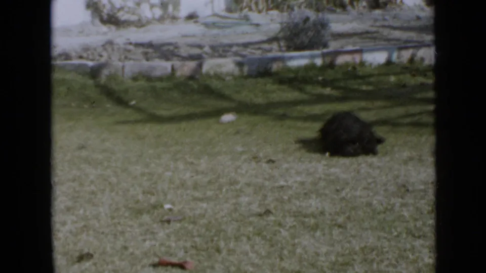 Small curly black dog in a San Diego yard in 1949 home-movie footage, with a low wall and sparse plants behind it.