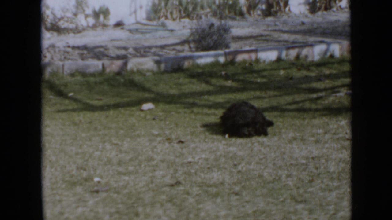 Small black dog on grass with a low wall in the background.