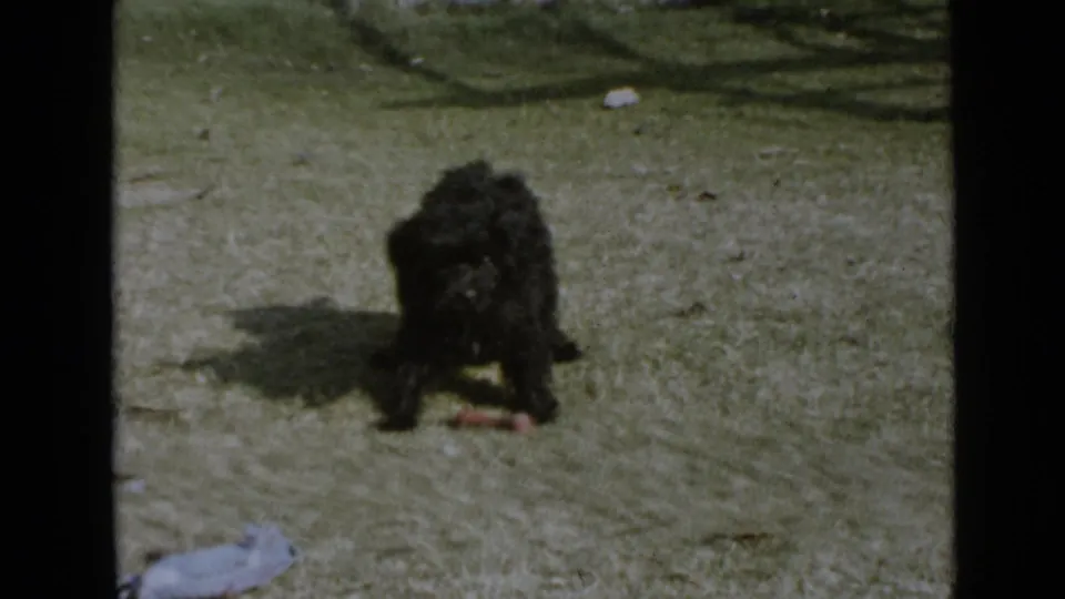 Small curly black dog stands over a bone-shaped treat on a grassy San Diego yard in 1949 home-movie footage.