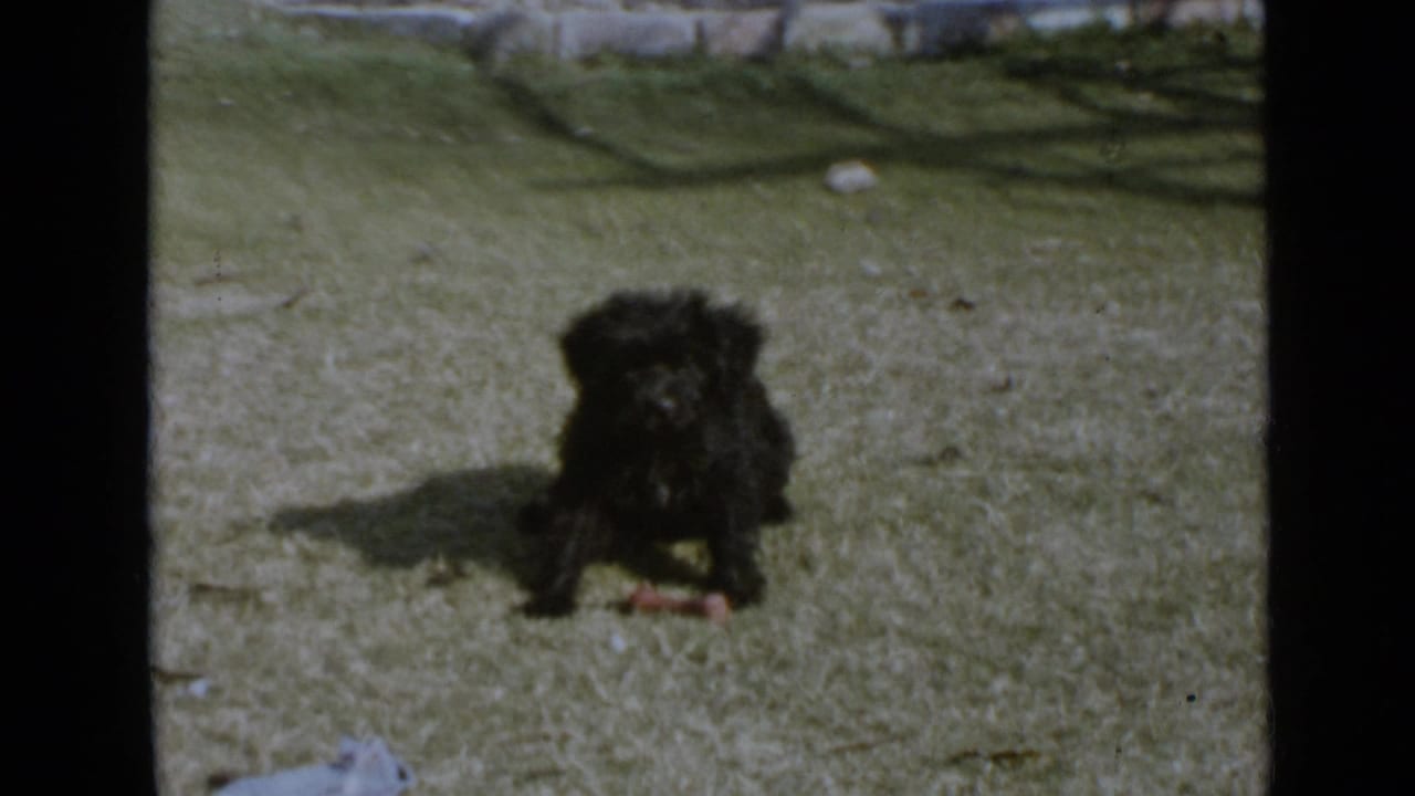 Small black curly-haired dog sitting on sunlit grass near a small object.