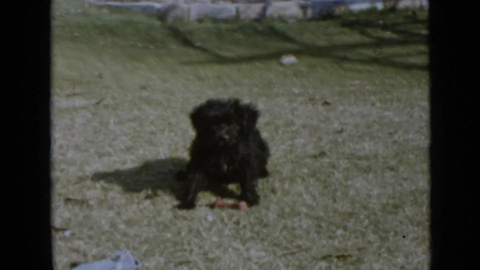 In 1949 San Diego home-movie footage, a small black curly-haired dog sits on a bright grassy lawn near a small chew object.