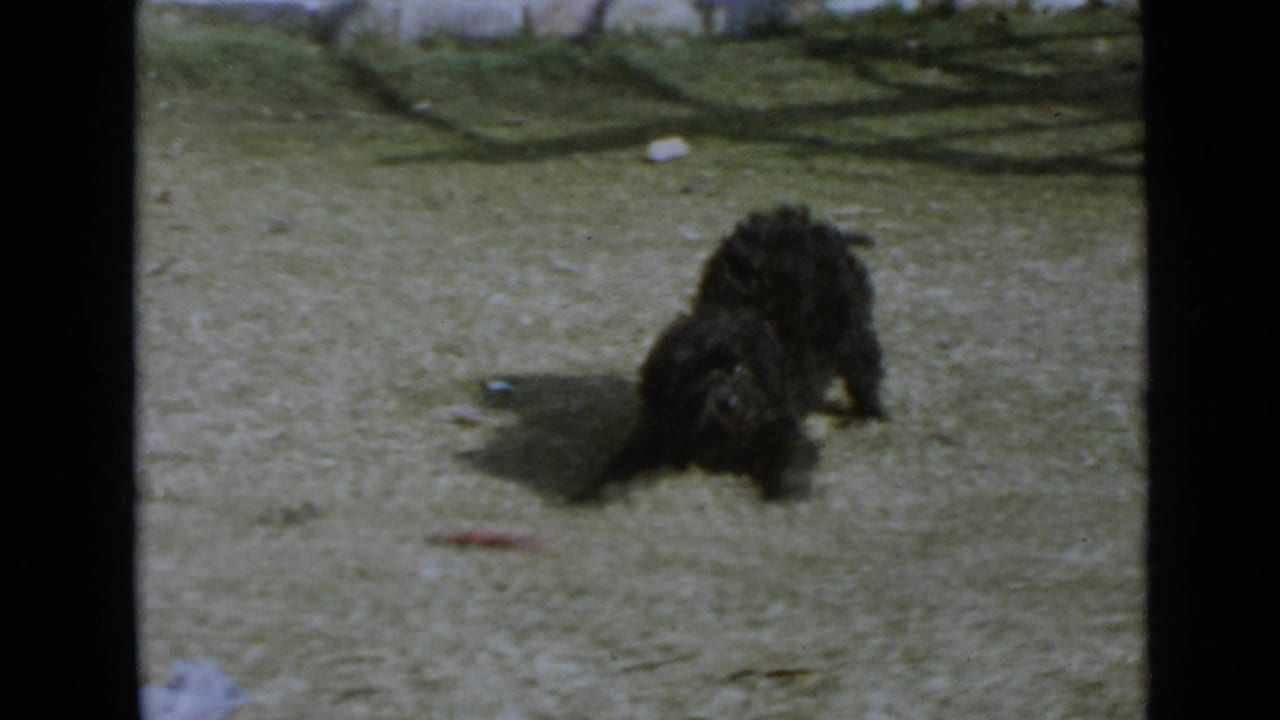 The small black dog appears to shift forward on the San Diego lawn, with a small chew object lying in front of it.