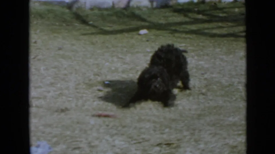 The small black dog appears to shift forward on the San Diego lawn, with a small chew object lying in front of it.