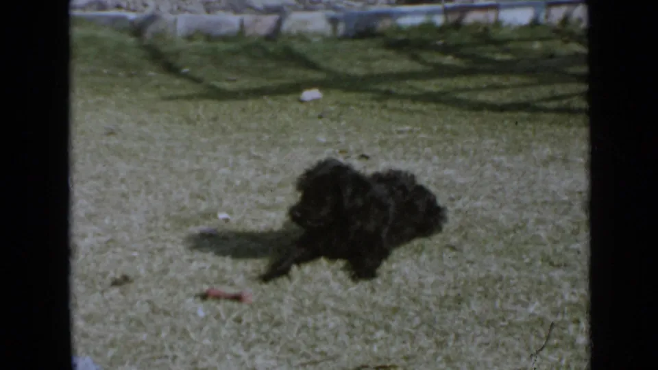 The dog crouches low on the lawn in the 1949 San Diego home movie, positioned near the small object in the grass.
