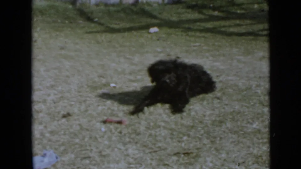 The small black dog lies low on the grassy lawn, consistent with the 1949 San Diego pet scene described in the clip metadata.