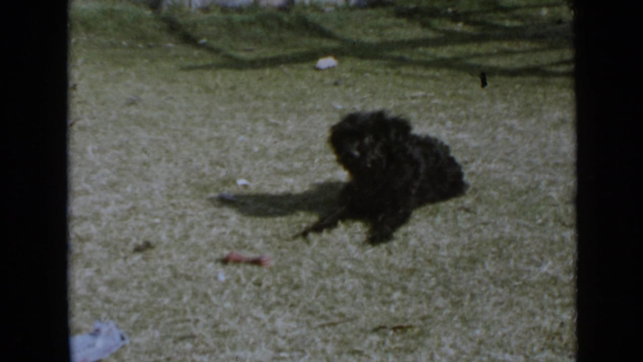 Small black dog sitting on a grassy lawn in sunlight.