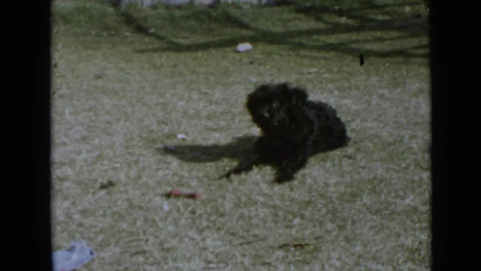 Small black dog on a sunlit San Diego lawn in 1949 home-movie footage, seen near grass and a low wall.