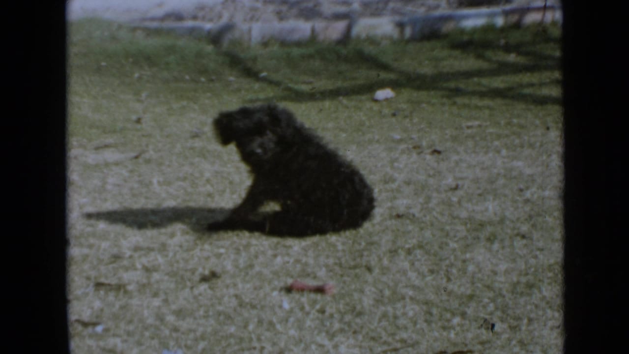 Black dog seated on a grassy San Diego yard, with strong sunlight casting a shadow across the lawn.