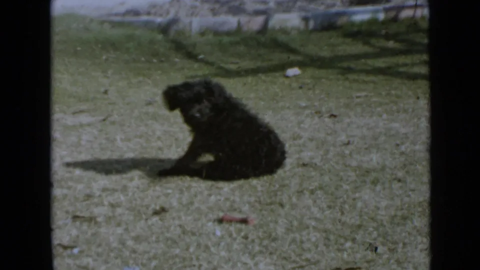 Black dog seated on a grassy San Diego yard, with strong sunlight casting a shadow across the lawn.