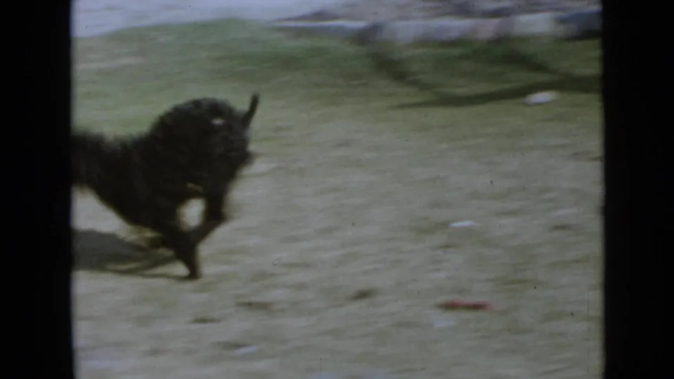 Small black dog runs across the lawn in soft, motion-blurred 1949 home-movie footage from San Diego.