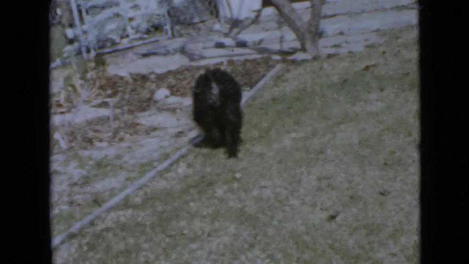 Black dog pauses or moves near a grassy yard edge, with bare branches and a low wall in the background.