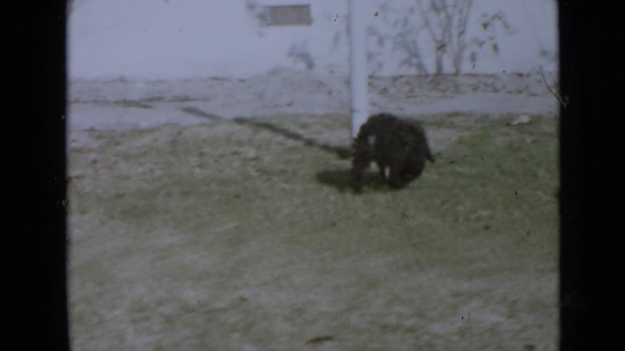 1949 San Diego home-movie frame showing a small dark puppy low to the ground in a grassy yard near a white pole.