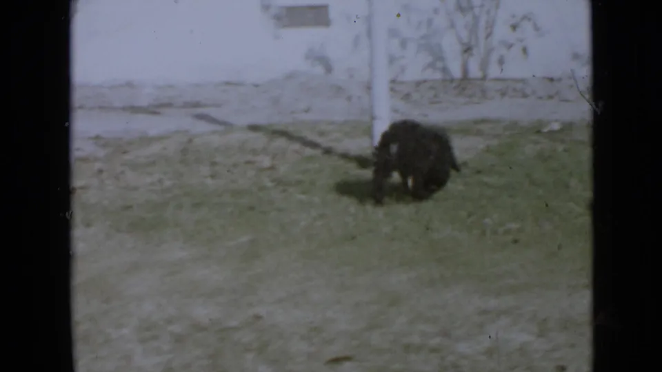 1949 San Diego home-movie frame showing a small dark puppy low to the ground in a grassy yard near a white pole.