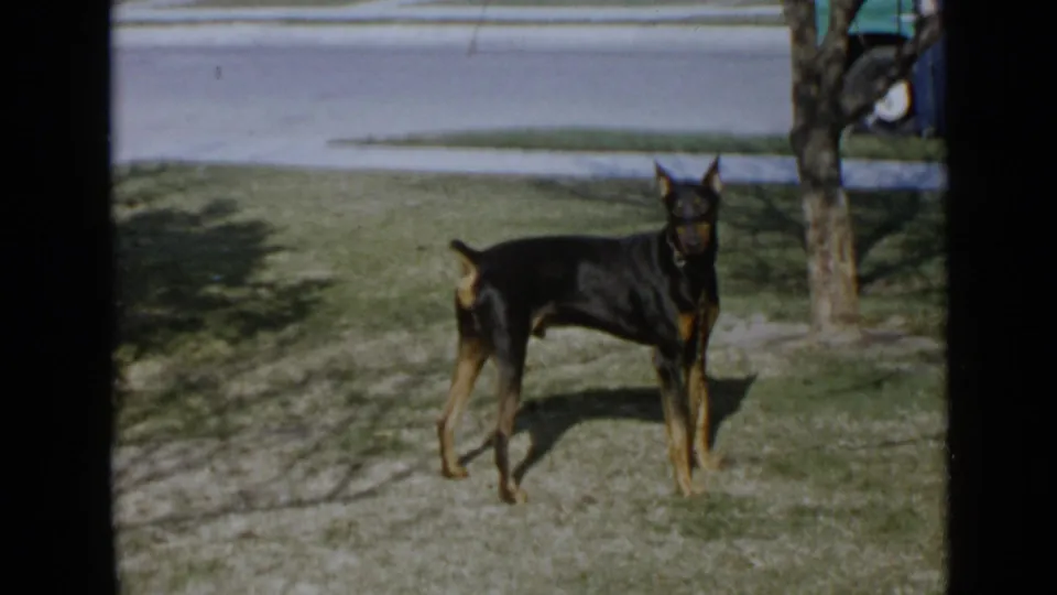 1949 San Diego home-movie frame showing a larger dark-and-tan dog standing alert in a yard near a tree and street.