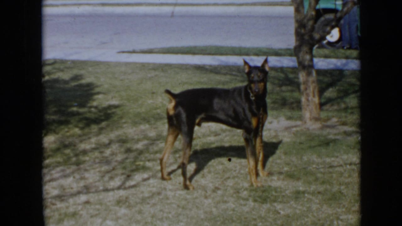 Black and tan Doberman standing on a grassy lawn near a street and young tree.