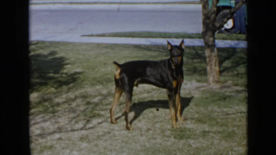1949 San Diego home-movie frame showing a Doberman standing alert on a sunlit suburban lawn near a street.