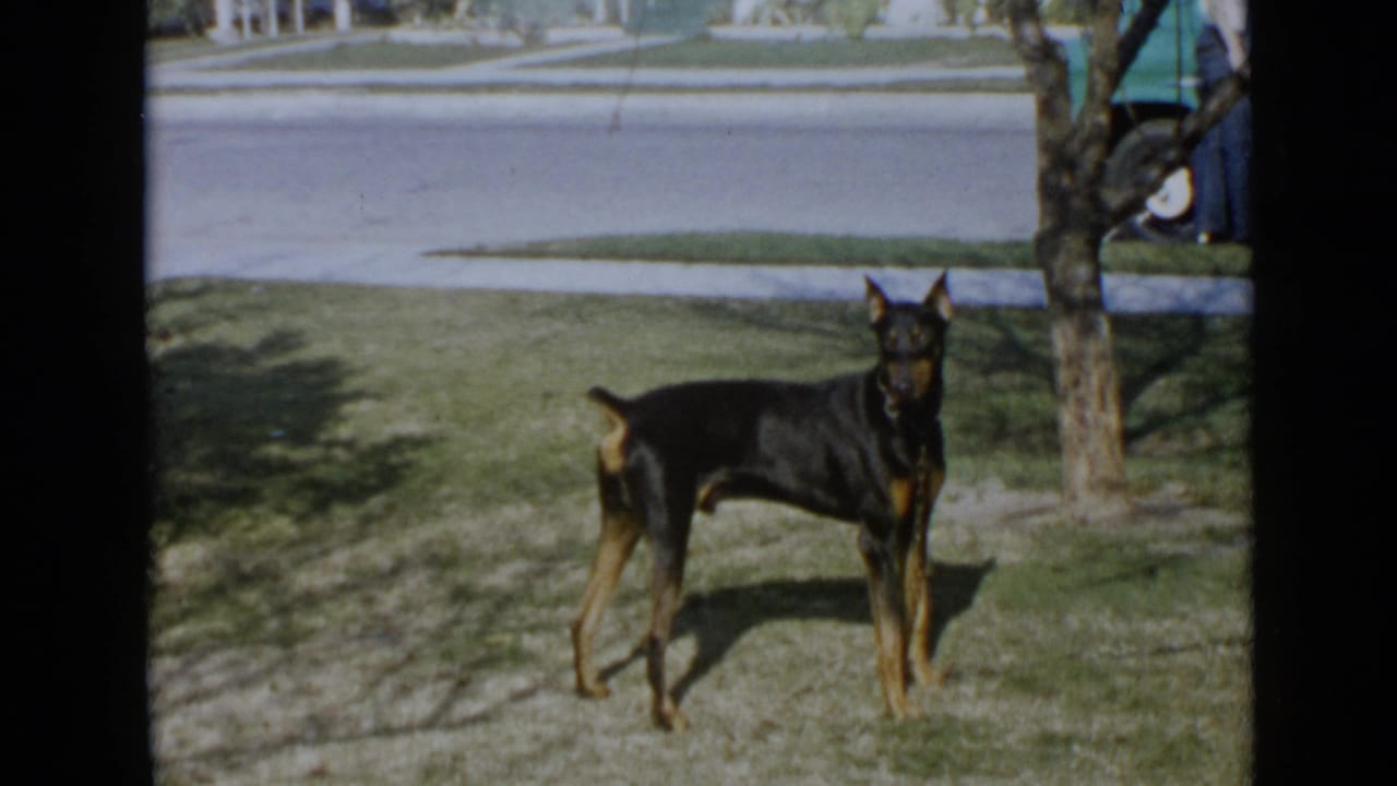 1949 San Diego frame of a black and tan Doberman facing the camera on a suburban lawn with a vehicle edge in back.