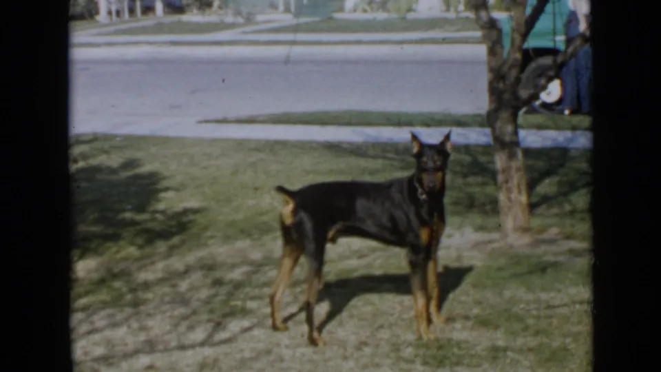 1949 San Diego home-movie still showing a Doberman in profile on a lawn beside a suburban street.