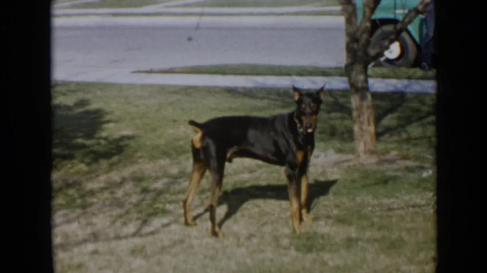 1949 San Diego frame showing a Doberman on a sunlit lawn near a tree and paved suburban street.