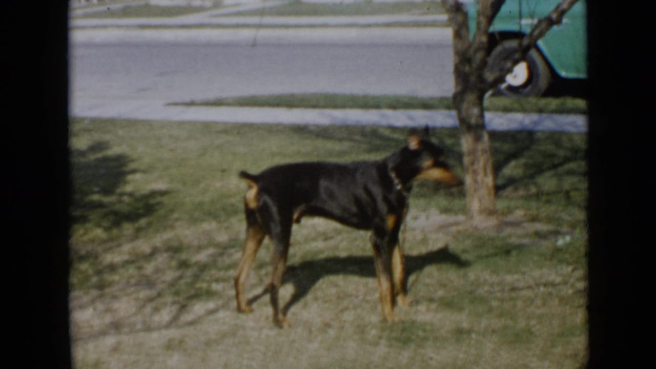 Black and tan Doberman wearing a collar stands alert on a San Diego lawn in 1949 home-movie footage.