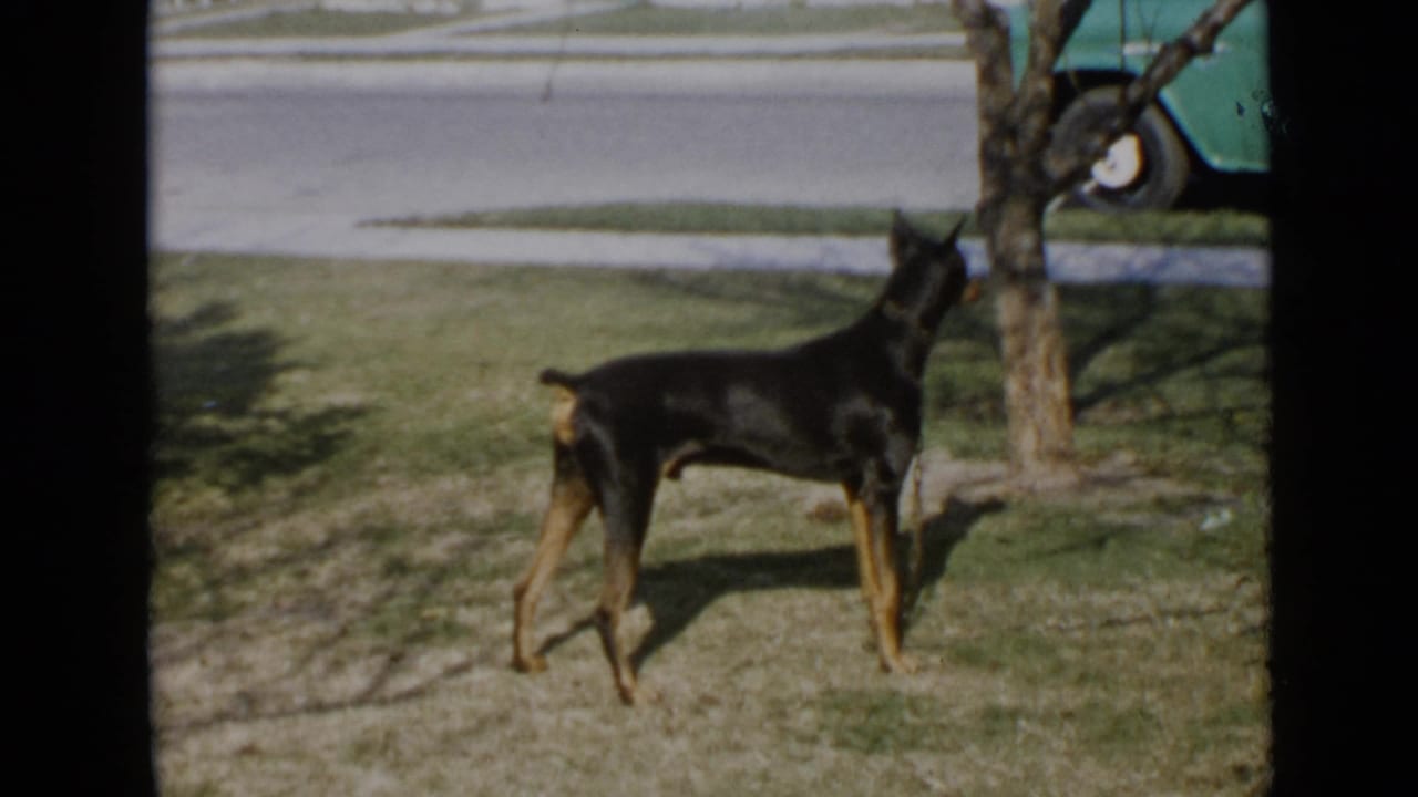 The Doberman turns its head toward a tree while standing on a suburban lawn in 1949 San Diego footage.