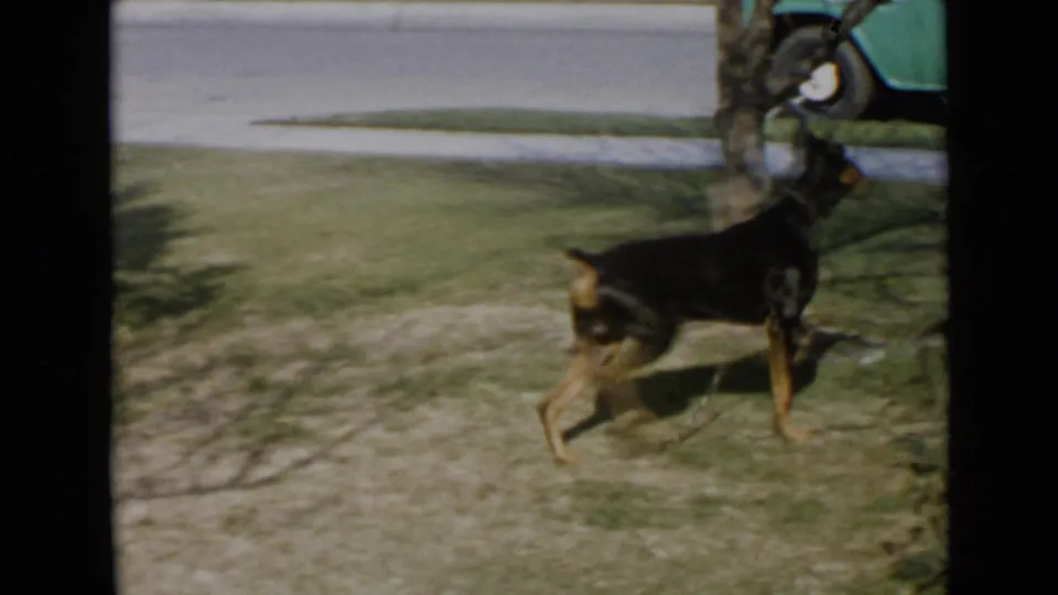 A black and tan Doberman steps across the lawn, captured with motion blur in the 1949 home-movie frame.