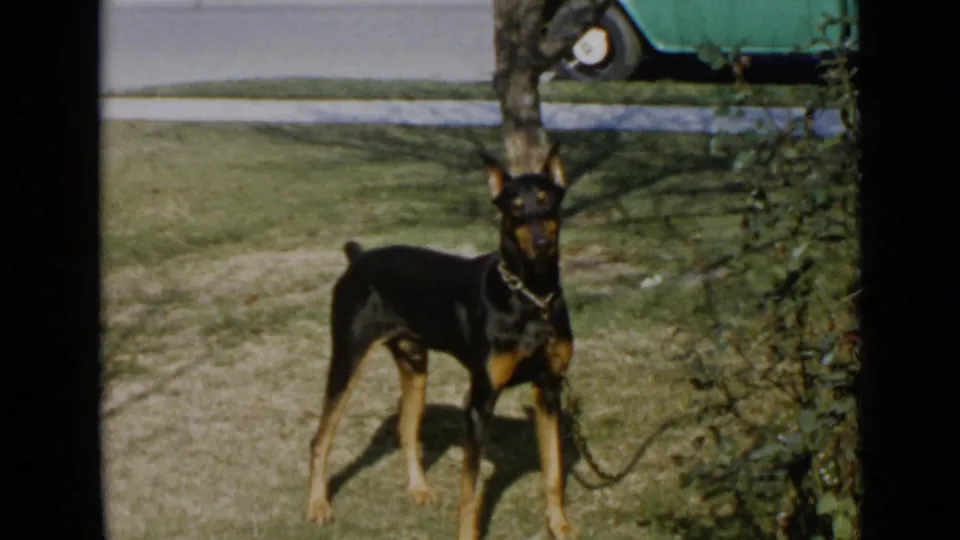 The Doberman stands partly facing the camera on a San Diego lawn, with brush, tree shadow, and curb in view.