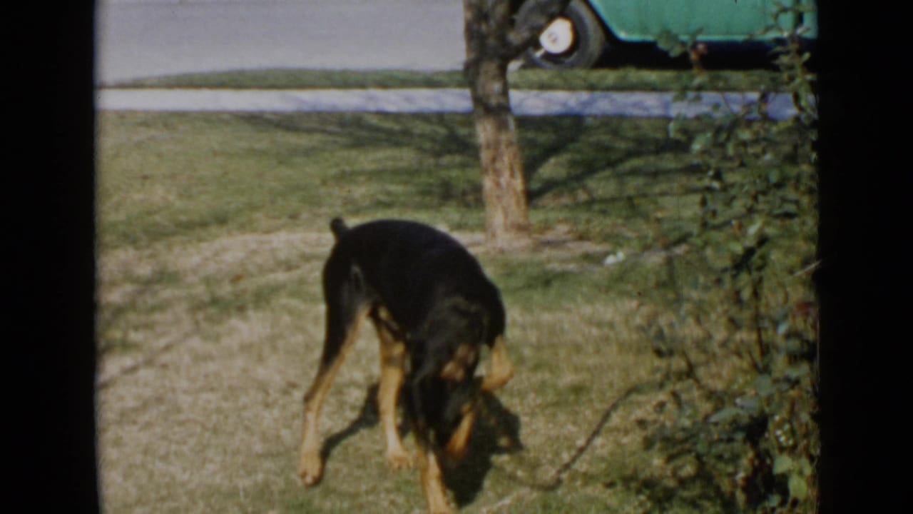 Doberman Pinscher lowers its head on a grassy yard near a tree and shrubbery.