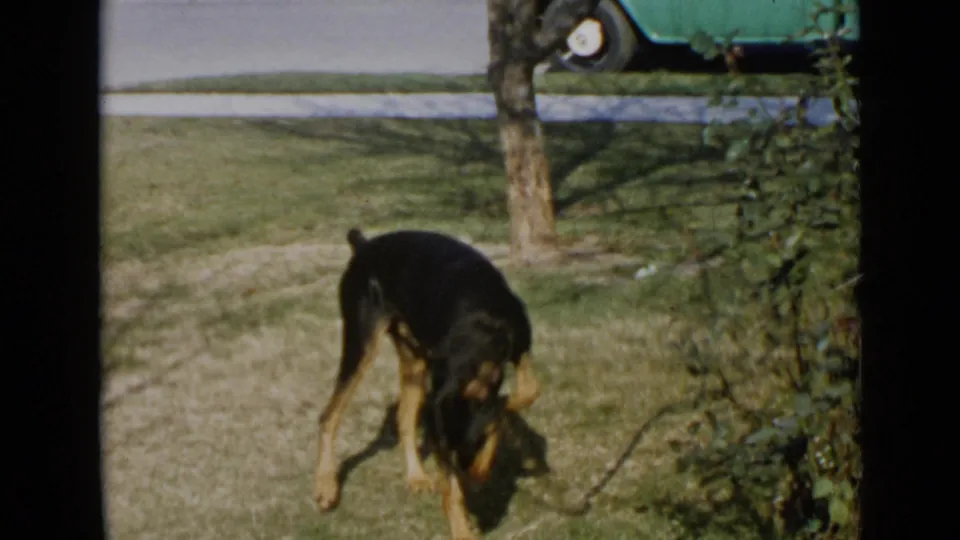 1949 San Diego home-movie frame of a black and tan Doberman sniffing the lawn near a tree, shrubbery, sidewalk, and green car.