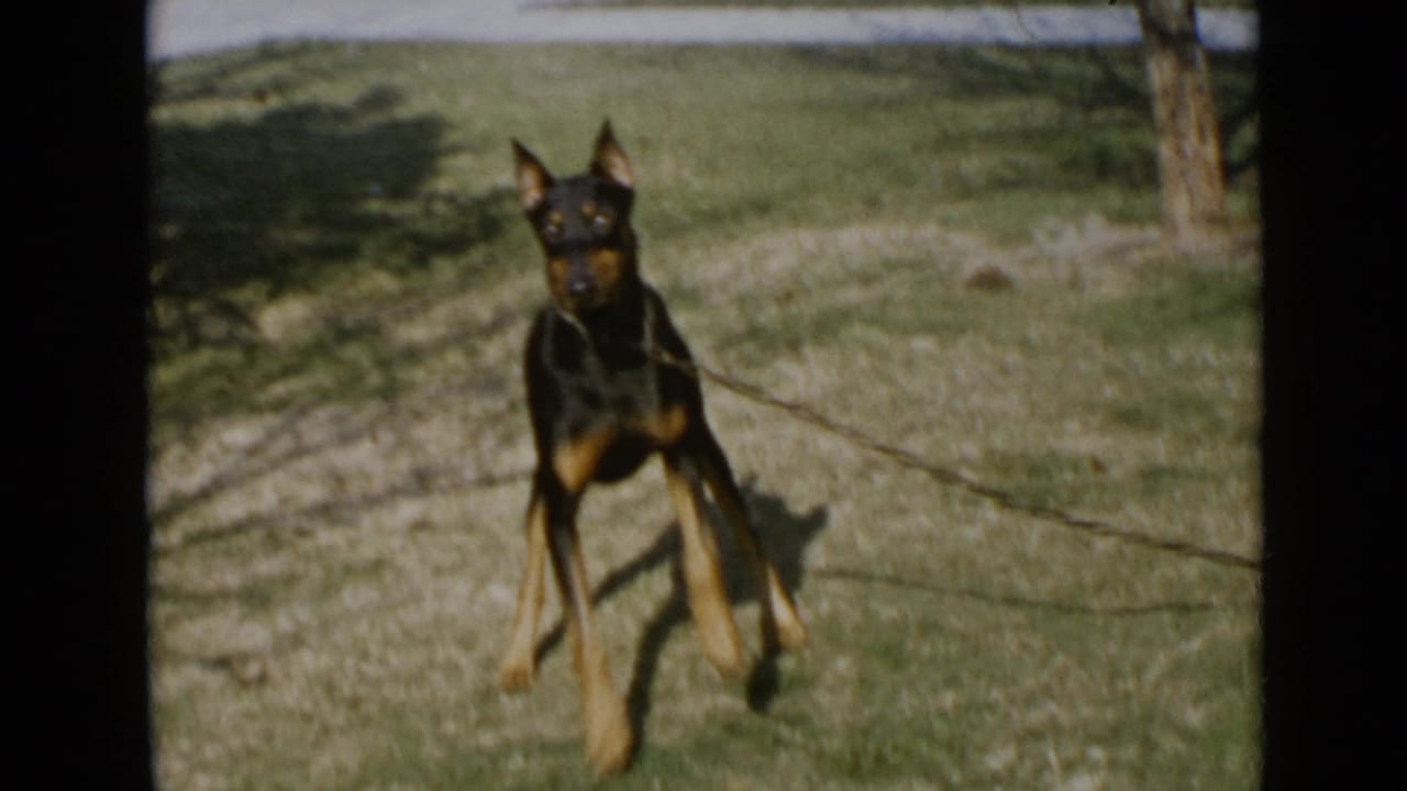 1949 San Diego frame showing the Doberman facing the camera while tethered on a grassy residential yard near a sidewalk and tree shadows.