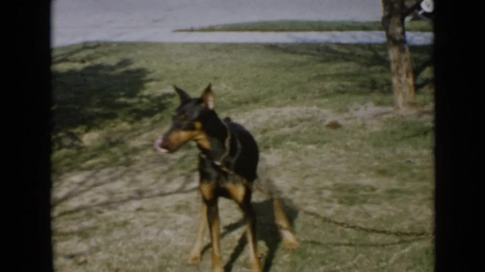 1949 San Diego home-movie frame of the Doberman standing on grass, tongue out, with a tree trunk and sidewalk in the background.