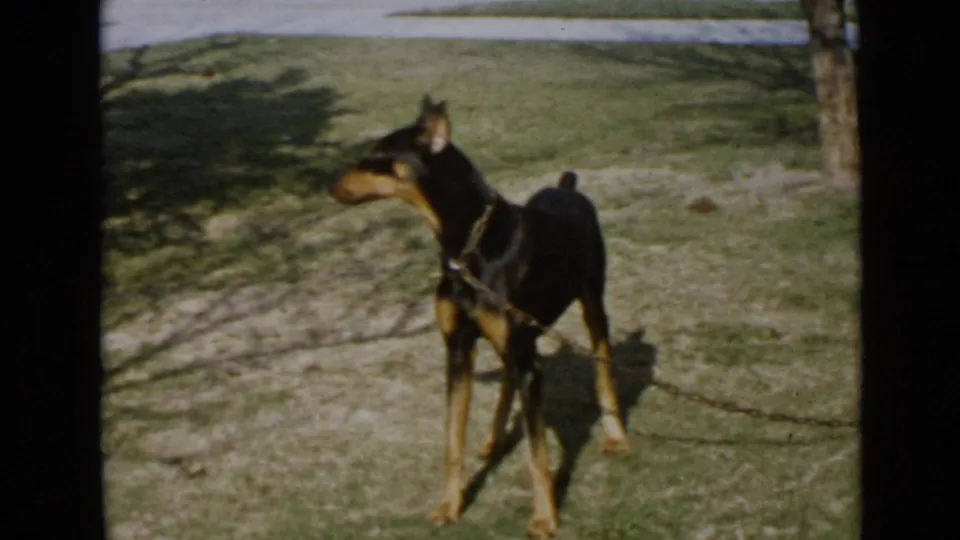 1949 San Diego frame of the leashed Doberman turning sideways on a grassy yard near a tree and sidewalk.