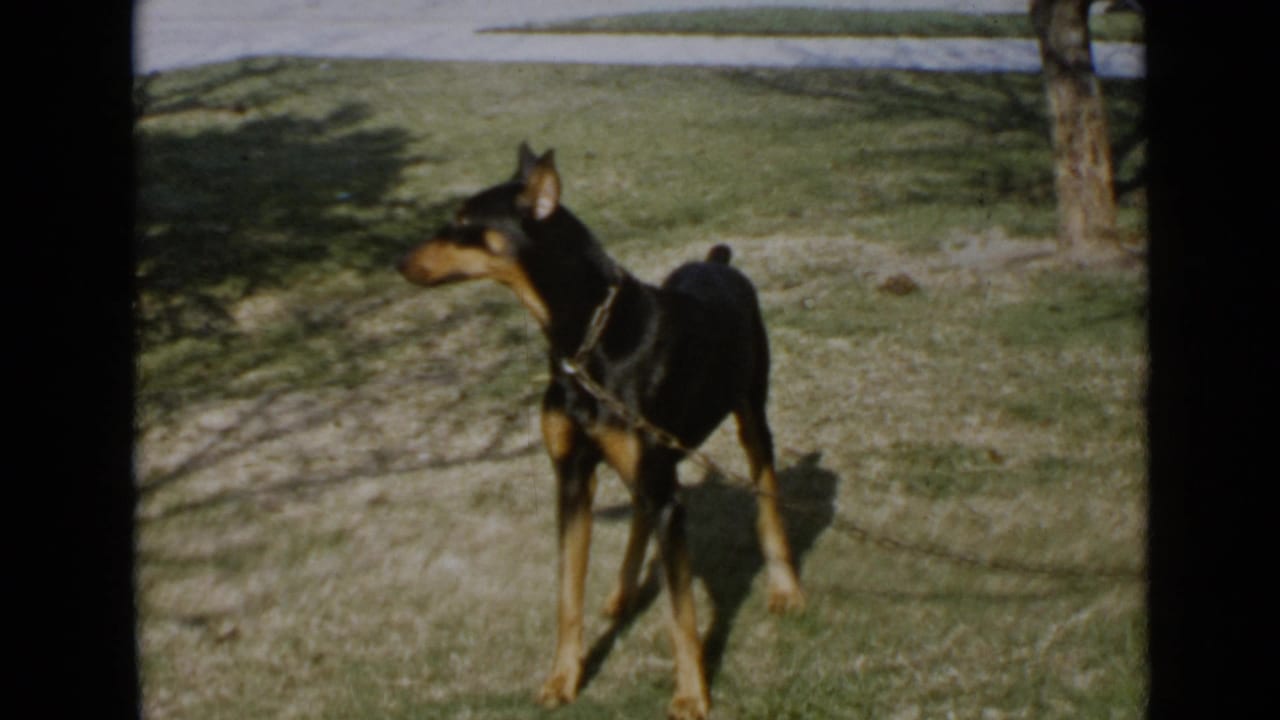 1949 San Diego home-movie frame showing a black and tan leashed dog standing alert in a sunny yard.